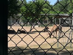 -北京麋鹿生态实验中心