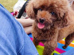 -春花秋色城市公园