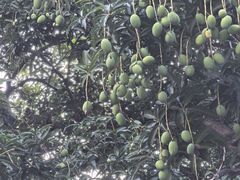-小洲村