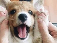 -宠颐生宠物医院·骨外科·犬猫全科诊疗中心(池州店)