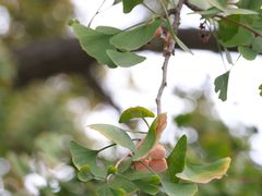 -北京石刻艺术博物馆(五塔寺)