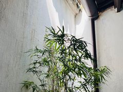 -留园
