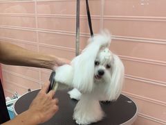-FAELING PETS美天灵宠物(合生汇店)