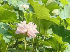 -洛阳市隋唐城遗址植物园