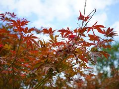 -广州市帽峰山景区