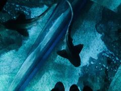 -暹罗海洋世界