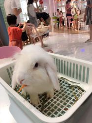 -Moni星球萌宠·小马宝莉·灵蛇·高端高阶全萌宠互动体验俱乐部(红豆国际广场店)