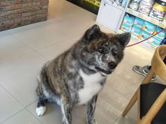 -我爱吾宠宠物美容院(朝阳路店)