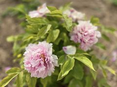 -曹州百花园
