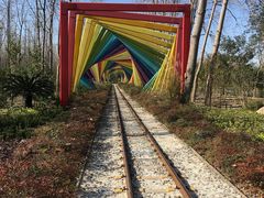 -合肥滨湖国家森林公园