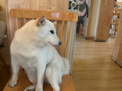 -柴の食堂·日式家庭料理·熊之肆(大学路店)