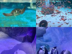 -海合安成都极地海洋公园