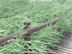 -西青郊野公园