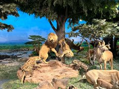 -国家自然博物馆