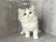 -小猫来了·猫舍(红山六九七九店)