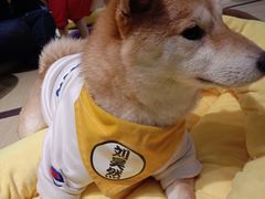 -逗柴咖啡屋·狗咖猫咖宠物桌游