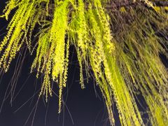 -口岸雕花楼