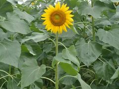 android_upload_pic-广西壮族自治区药用植物园