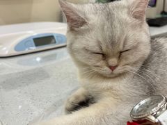 -萌兽医馆·犬猫专科·眼科中心·宠物医院(朝阳门分院)