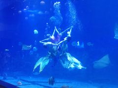 -烟台海昌鲸鲨海洋公园