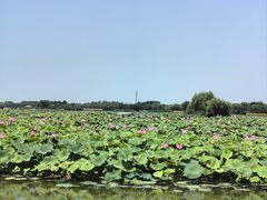 -荷花大观园