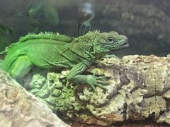 -酷以爬仙阁实体爬宠店·守宫·蜥蜴·专业繁育