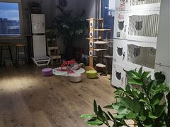 -东方名猫馆·英短金渐层布偶猫舍(环线广场1号楼店)