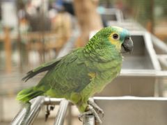 -南宫五洲植物乐园