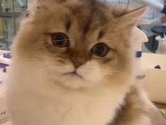 -momokira米努特·德文卷毛猫·棉花面纱犬
