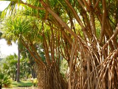 -中国科学院西双版纳热带植物园