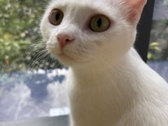 -纳吉亚猫专科动物诊疗中心(蒋宅口分院)