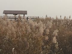 -白洋淀景区
