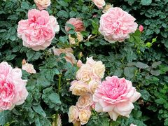 -人民公园(罗湖区)