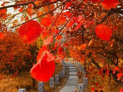 -北京西山国家森林公园