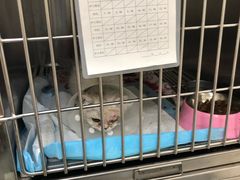 -美联众合动物医院·24h京西诊疗中心
