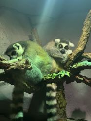 -Zoolung Zoolung动物主题公园(海信广场店)