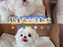 -萌宠之家·腊肠犬·马尔泰·小体犬舍