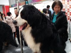 -东浩兰生上海世博展览馆