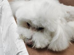 -宠福鑫康馨动物医院·骨科·眼科