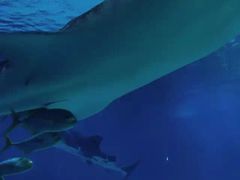 -烟台海昌鲸鲨海洋公园