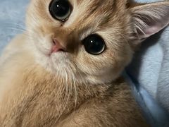 -东方名猫馆·英短金渐层布偶猫舍(环线广场1号楼店)