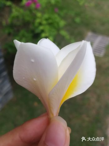 赏花赏景好地方~ (呐 这花不是我折下来的