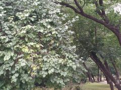 -元大都城垣遗址公园