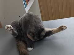 -鼓捣猫呢主题猫咖店