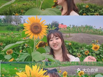 重庆小众拍照地渝北附近的向日葵花海