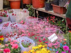 -双季花艺园艺市场(浦东店)