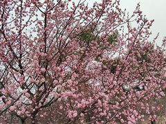 -鹫峰国家森林公园