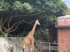 -深圳野生动物园