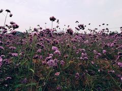 -北京东方普罗旺斯薰衣草庄园