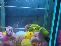 -CIAO·团建聚餐·生日派对轰趴馆(福田店)